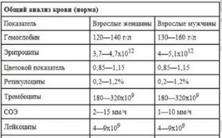 Сколько живут и где образуются лейкоциты?