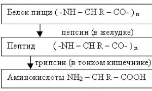 Расщепление органических веществ в организме человека