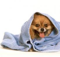 Что такое груминг для собак